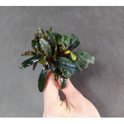 Bucephalandra Green Jade 2