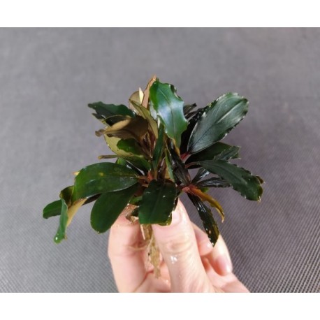 Bucephalandra Melawi