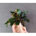 Bucephalandra Melawi