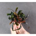 Bucephalandra Červená dýka