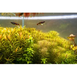 Nesea sp. 'Gold' 2