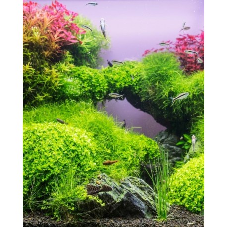 Micranthemum Monte Carlo