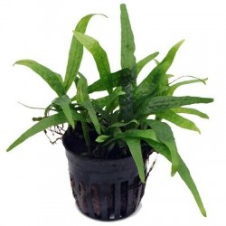 Microsorium Philippine Mini