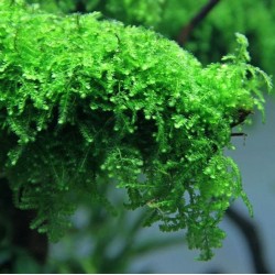 Vesicularia ferriei (Plačúci mach) 2