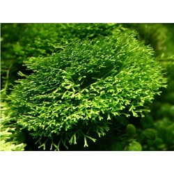 Riccia sp. trpasličí 2