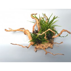 Vysadený koreň Amano wood 2