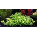 Penthorum Sedoides - ZĽAVA
