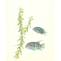 Bacopa caroliniana - ZĽAVA 2