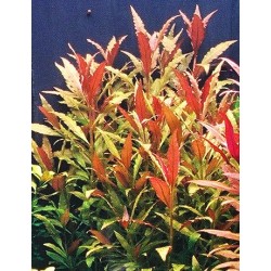 Alternanthera Rosaefolia - ZĽAVA 2