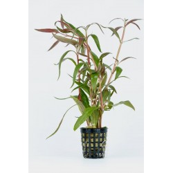 Alternanthera Rosaefolia - ZĽAVA