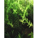 Rotala rotundifolia green