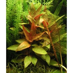 Alternanthera Lilacina - ZĽAVA 2