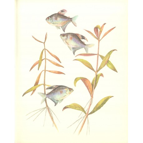 Alternanthera Lilacina - ZĽAVA