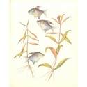 Alternanthera Lilacina - ZĽAVA