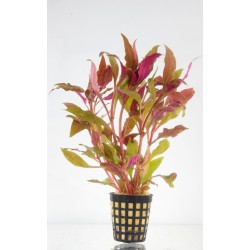 Alternanthera Splendida - ZĽAVA