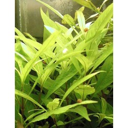 Hygrophila siamensis - ZĽAVA 2