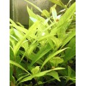Hygrophila siamensis - ZĽAVA