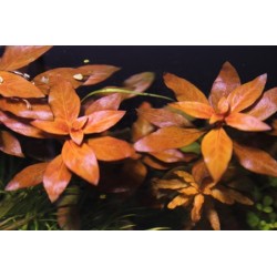 Ludwigia repens super červená - ZĽAVA 2