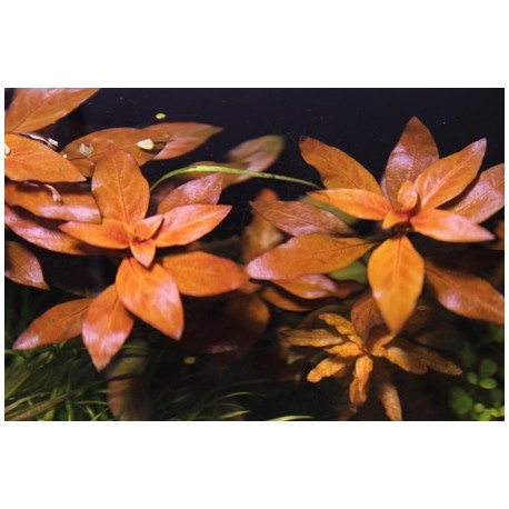 Ludwigia repens super červená - ZĽAVA