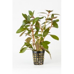 Ludwigia repens super červená - ZĽAVA