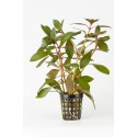 Ludwigia repens super červená - ZĽAVA
