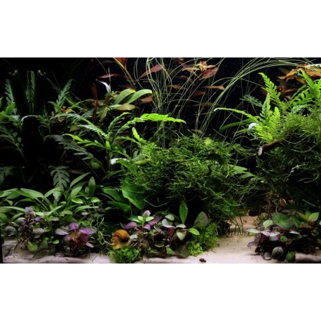 Ludwigia repens super červená - ZĽAVA