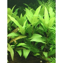 Hygrophila guyanensis - ZĽAVA 2