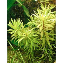 Nesaea pedicellata 2