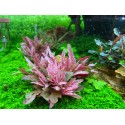 Cryptocoryne flamingo