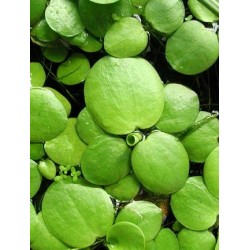 Limnobium laevigatum - ZĽAVA 2