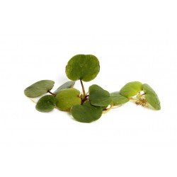 Limnobium laevigatum - ZĽAVA
