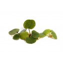 Limnobium laevigatum - ZĽAVA