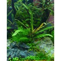 Hygrophila pinnatifida .
