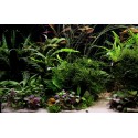 Hygrophila pinnatifida .