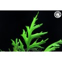 Ceratopteris thalicroides- SLEAVE