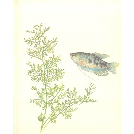 Ceratopteris siliquosa - ZĽAVA
