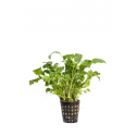 Neobeckia aquatica - ZĽAVA