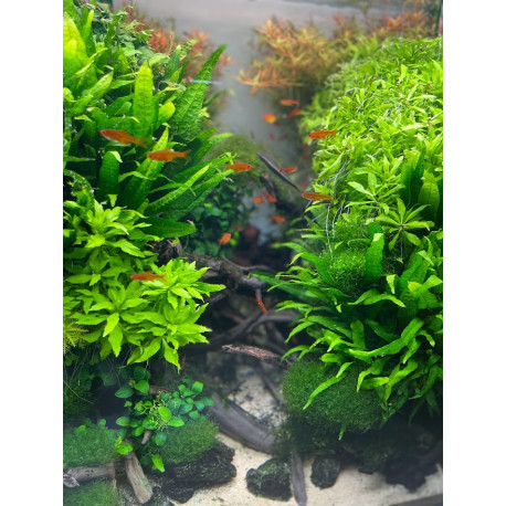 Penthorum Sedoides