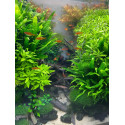 Penthorum Sedoides