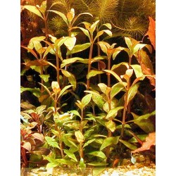 Alternanthera reineckii 2