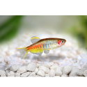 Danio choprae - Danio choprae