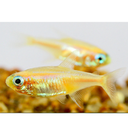 Zlatý neón - Paracheirodon innesi sp.Gold