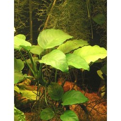 Anubias barteri 2