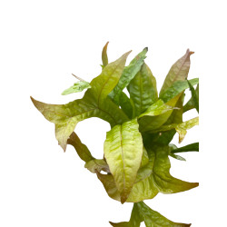 Microsorium pteropus gold sparkle 2