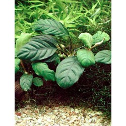 Anubias barteri Coffeefolia 2