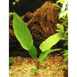 Anubias gigantea 2