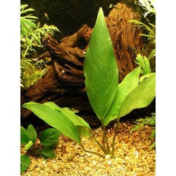 Anubias heterophylla 2