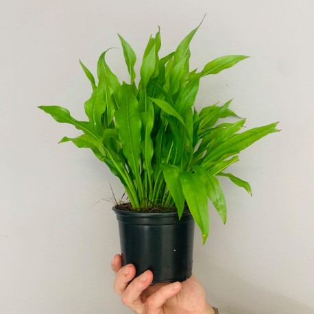 Echinodorus mramorová kráľovná mate