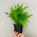 Echinodorus mramorová kráľovná mate