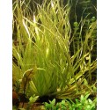Blyxa aubertii